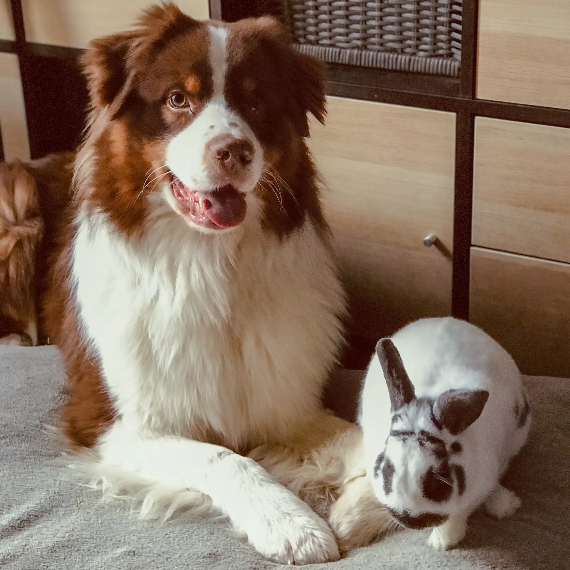 Spooky & Panda